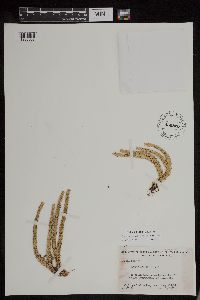 Huperzia appressa image