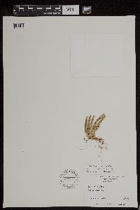 Huperzia appressa image