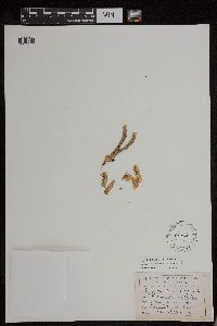 Huperzia appressa image