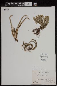 Huperzia appressa image