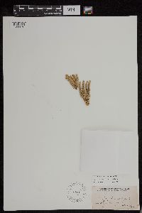Huperzia appressa image