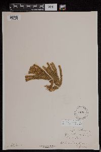 Huperzia appressa image