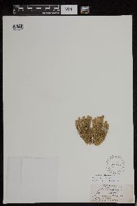 Huperzia appressa image