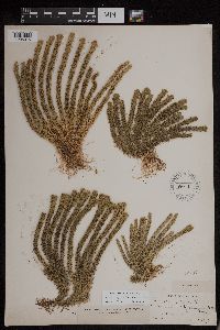 Huperzia appressa image