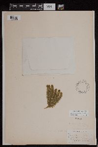 Huperzia appressa image