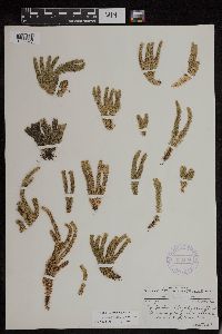 Huperzia appressa image