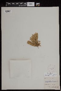 Huperzia appressa image