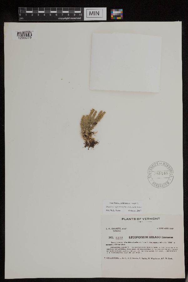 Huperzia appressa image