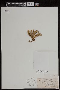 Huperzia appressa image