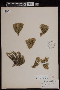 Huperzia appressa image