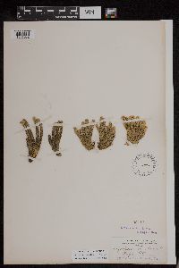 Huperzia appressa image