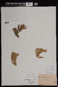 Huperzia appressa image