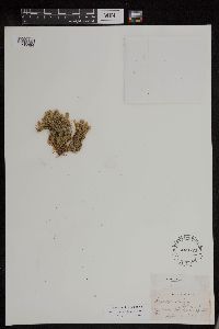 Huperzia appressa image