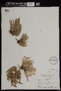 Huperzia appressa image