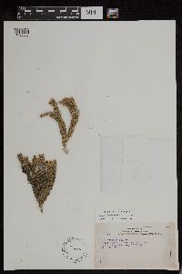 Huperzia appressa image