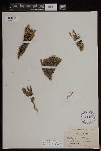Huperzia appressa image