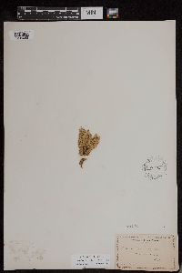 Huperzia appressa image