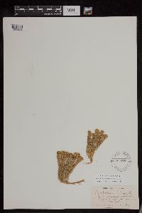 Huperzia appressa image