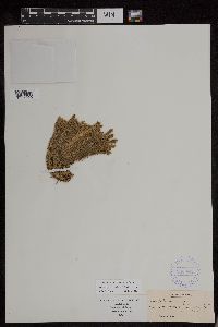 Huperzia appressa image