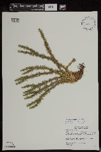 Huperzia x buttersii image