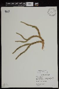 Huperzia x buttersii image