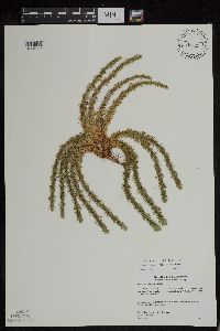 Huperzia x buttersii image