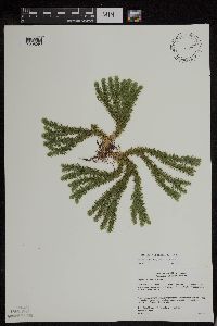 Huperzia x buttersii image