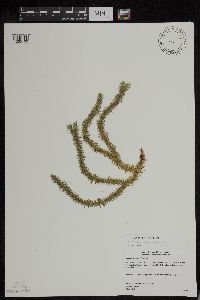 Huperzia x buttersii image