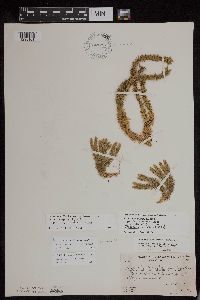 Huperzia x buttersii image