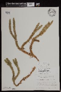 Huperzia x buttersii image