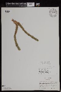 Huperzia x buttersii image