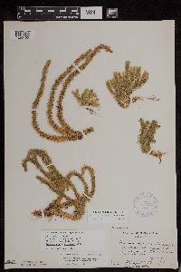 Huperzia x buttersii image