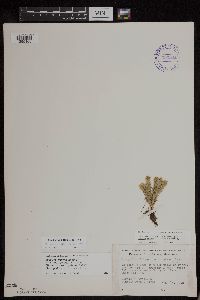 Huperzia x buttersii image