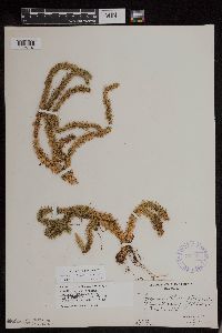 Huperzia x buttersii image