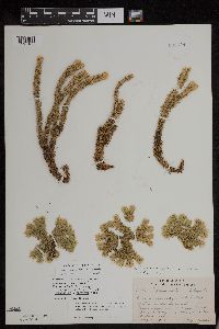 Huperzia x buttersii image