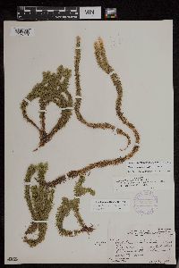 Huperzia x buttersii image