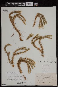 Huperzia x buttersii image