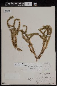 Huperzia x buttersii image