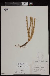 Huperzia x buttersii image