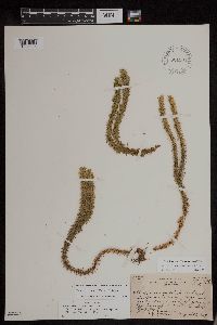 Huperzia x buttersii image