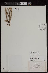 Huperzia x buttersii image