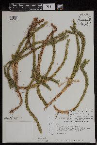 Huperzia x buttersii image