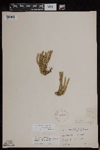 Huperzia x buttersii image