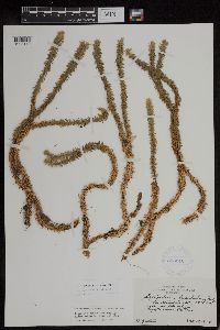 Huperzia x buttersii image