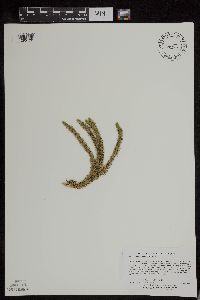 Huperzia x josephbeitelii image