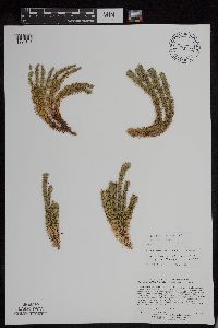 Huperzia x josephbeitelii image