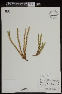 Huperzia x josephbeitelii image