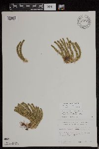 Huperzia x josephbeitelii image