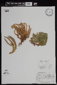 Huperzia x josephbeitelii image