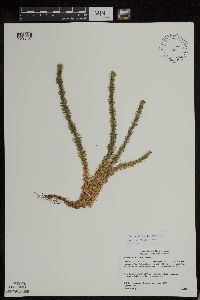 Huperzia x josephbeitelii image